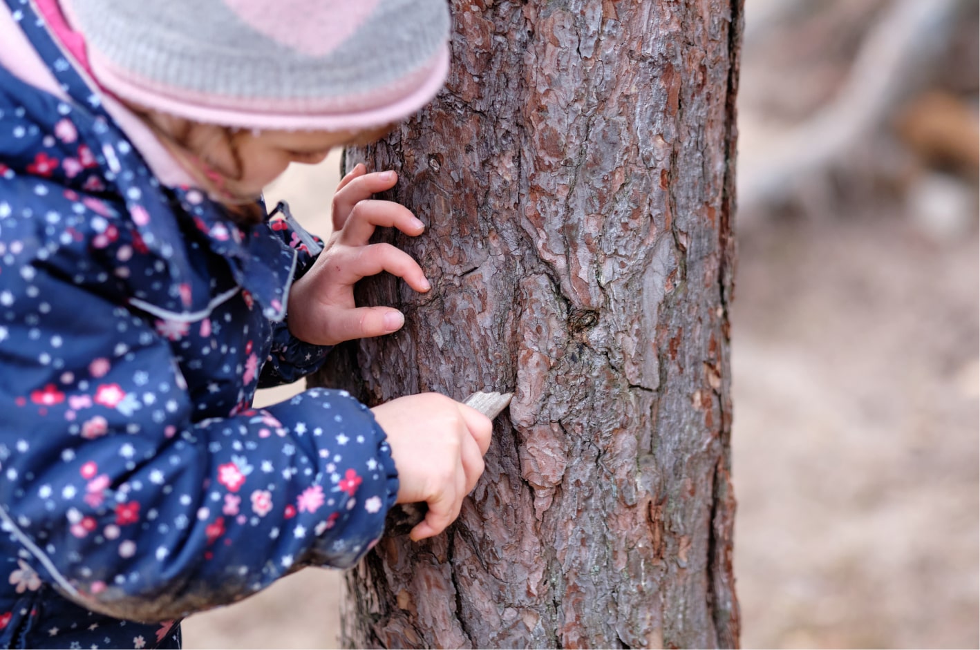 Bark etchings