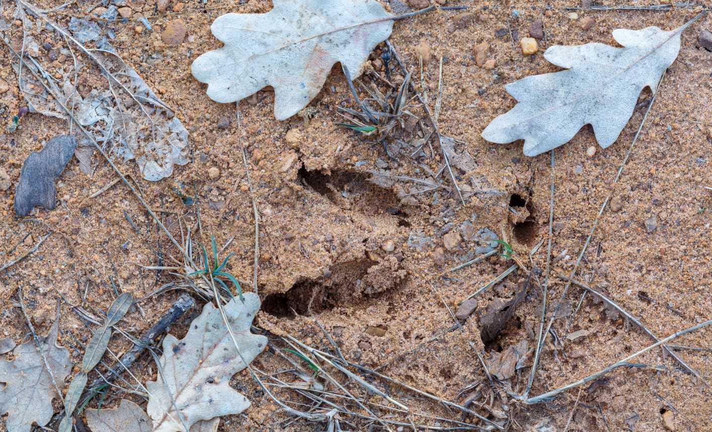 Make an animal track trap