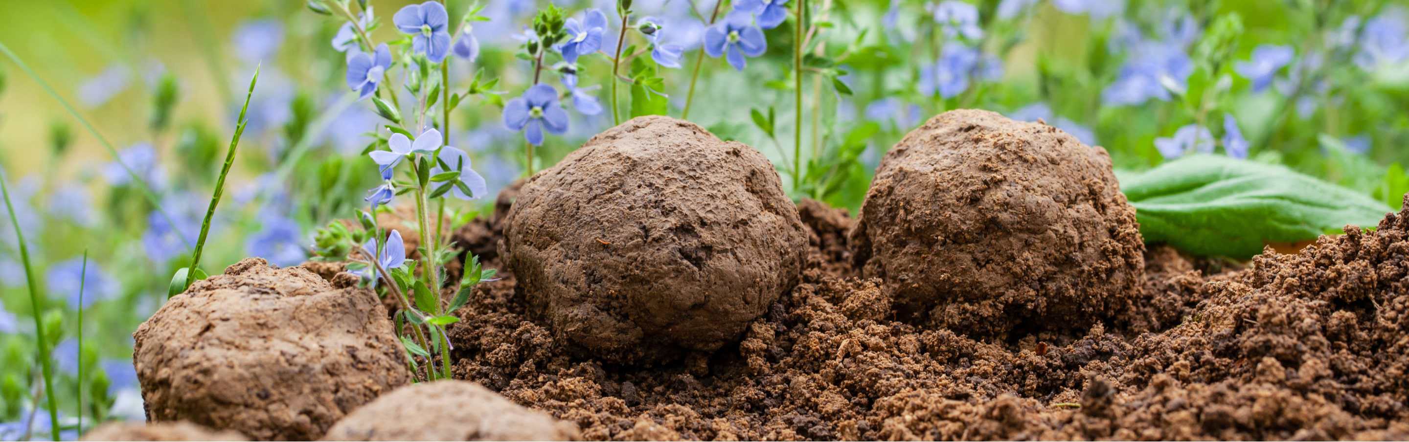 Throw some seed bombs around