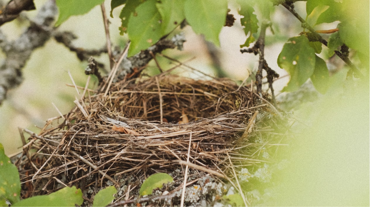 Investigate a nest